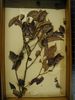 historical herbarium sample